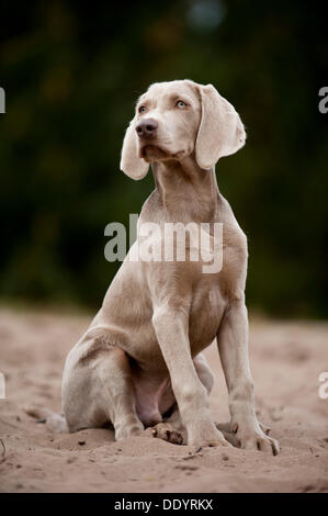 Sitzen Weimaraner Welpe Stockfoto