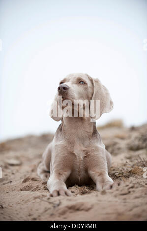 Weimaraner Welpe, liegend Stockfoto