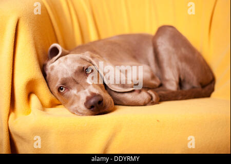 Weimaraner Welpe liegend auf einem Stuhl Stockfoto