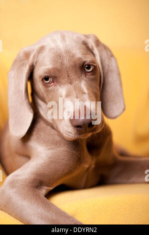 Weimaraner Welpe liegend auf einem Stuhl, Porträt Stockfoto