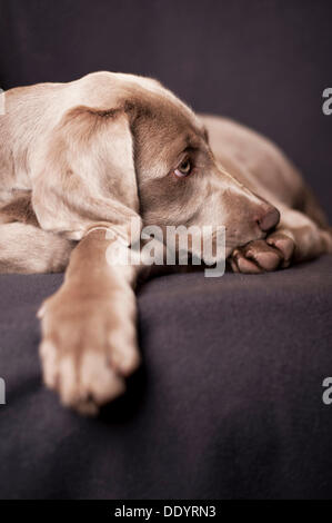 Weimaraner Welpe liegend auf einem Stuhl Stockfoto