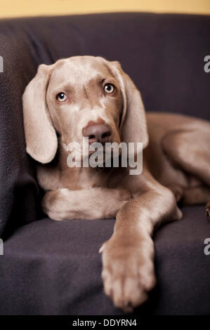 Weimaraner Welpe liegend auf einem Stuhl Stockfoto