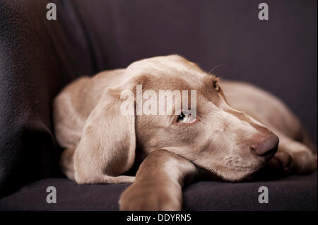 Weimaraner Welpe liegend auf einem Stuhl Stockfoto