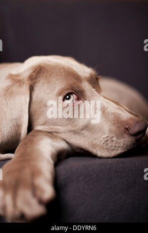 Weimaraner Welpe liegend auf einem Stuhl, Porträt Stockfoto