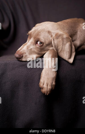 Weimaraner Welpe liegend auf einem Stuhl Stockfoto