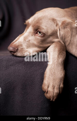 Weimaraner Welpe liegend auf einem Stuhl, Porträt Stockfoto