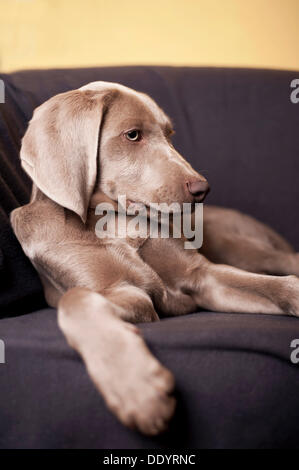 Weimaraner Welpe liegend auf einem Stuhl Stockfoto