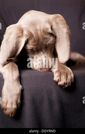 Weimaraner Welpe schlafend auf einem Stuhl, Porträt Stockfoto