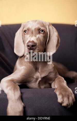 Weimaraner Welpe liegend auf einem Stuhl Stockfoto