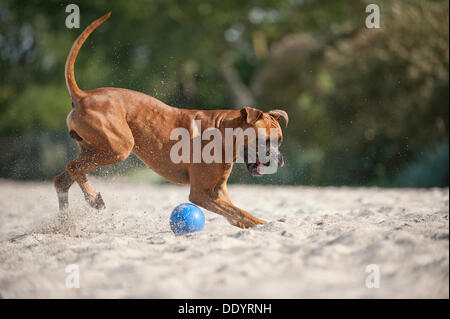 Boxer mit einem Ball spielen, am Strand, Ostsee, Mecklenburg-Vorpommern Stockfoto