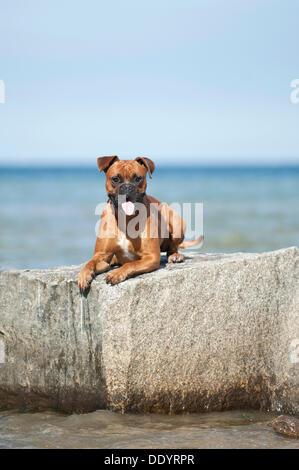 Boxer, die auf einem Felsen liegend Stockfoto