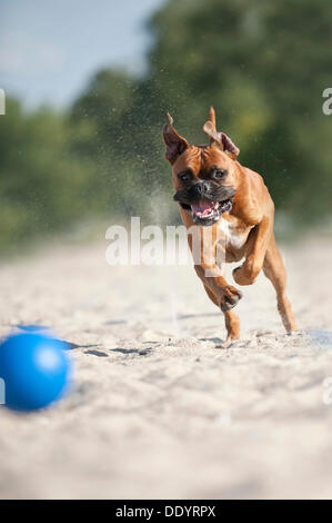 Boxer mit einem Ball spielen, am Strand, Ostsee, Mecklenburg-Vorpommern Stockfoto