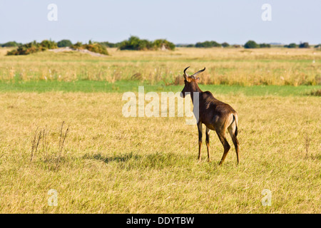 Einzelne Kudus (Damaliscus Lunatus) in das Okavango Delta, Botswana, Afrika Stockfoto