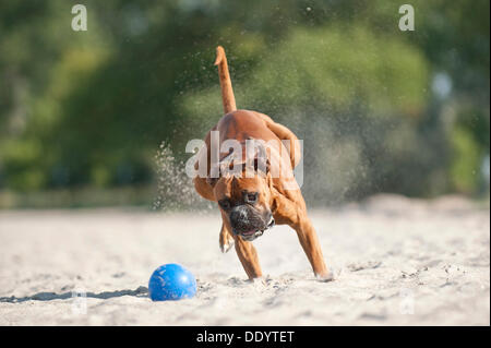 Boxer mit einem Ball spielen, am Strand, Ostsee, Mecklenburg-Vorpommern Stockfoto