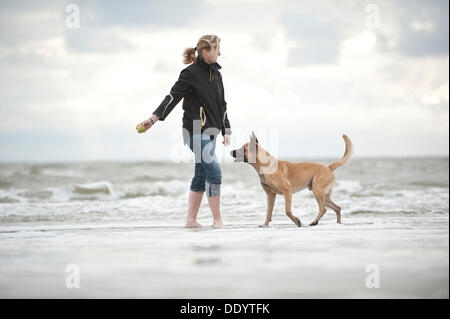 Frau spielt mit einem Hollandse Herdershond, Holländischer Schäferhund, im Wasser, Sankt Peter-Ording, Schleswig-Holstein Stockfoto