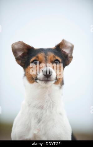Jack Russell Terrier, portrait Stockfoto