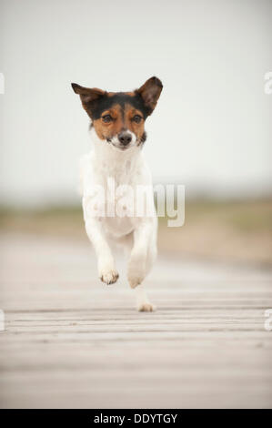 Jack Russell Terrier, die entlang einer Anlegestelle Stockfoto