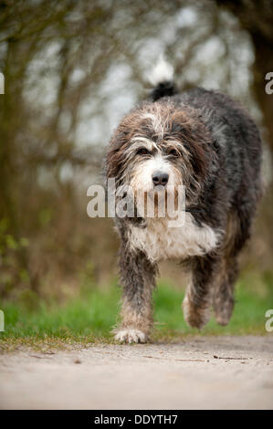 Mischling Hund läuft entlang eines Pfads Stockfoto