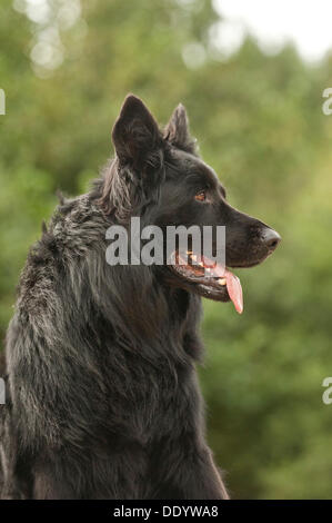 Deutscher Schäferhund, Porträt Stockfoto