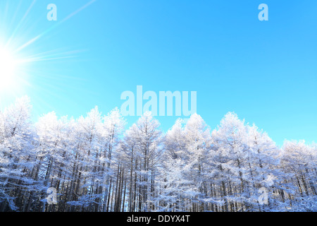 Rimed Lärchenwald und Himmel, Präfektur Nagano Stockfoto