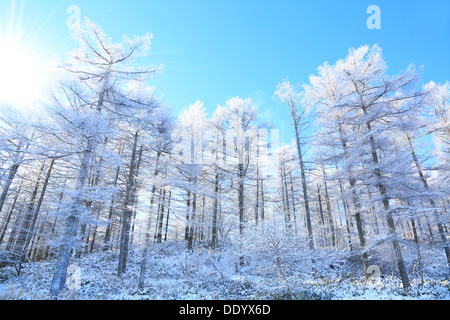 Rimed Lärchenwald und Himmel, Präfektur Nagano Stockfoto