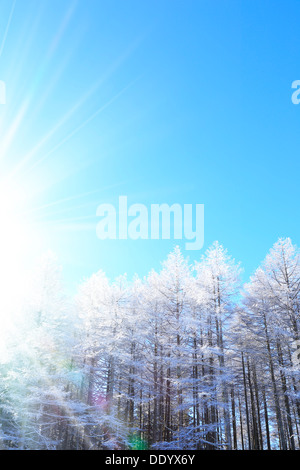 Rimed Lärchenwald und Himmel, Präfektur Nagano Stockfoto