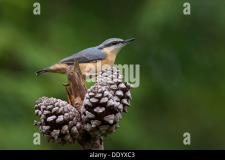 Kleiber Stockfoto