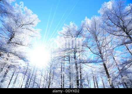 Rimed Lärchenwald und Himmel, Präfektur Nagano Stockfoto