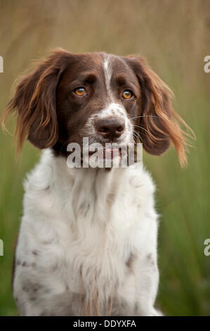 Kleines Munsterlander, portrait Stockfoto