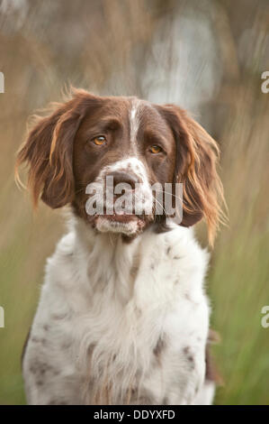 Kleines Munsterlander, portrait Stockfoto