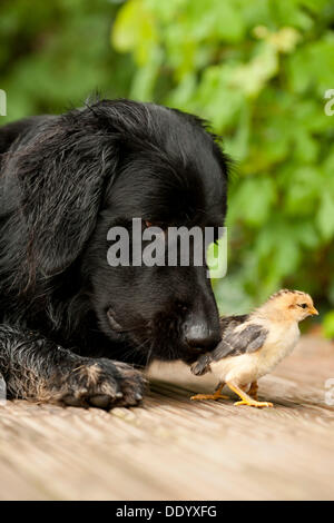 Porträt, schwarzen Hovawart und zwei Küken, tierische Freundschaft Stockfoto