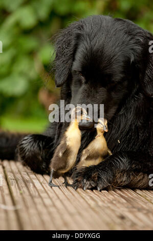 Schwarzen Hovawart kuscheln mit zwei Küken, tierische Freundschaft Stockfoto