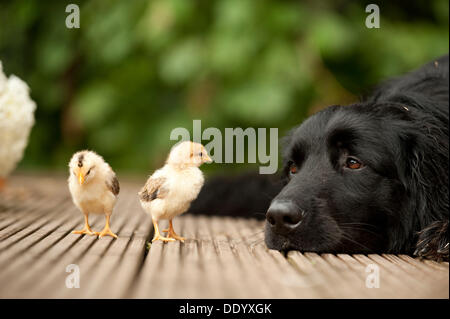 Porträt, schwarzen Hovawart und zwei Küken, tierische Freundschaft Stockfoto