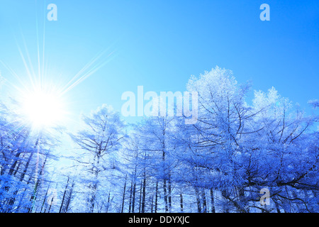 Rimed Lärchenwald und Himmel, Präfektur Nagano Stockfoto