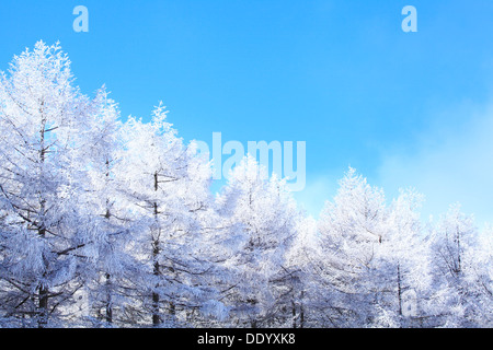 Rimed Lärchenwald und Himmel, Präfektur Nagano Stockfoto