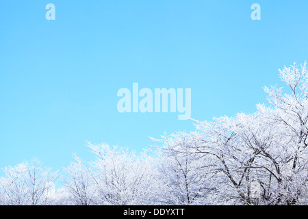 Rimed Wald und Himmel, Präfektur Nagano Stockfoto