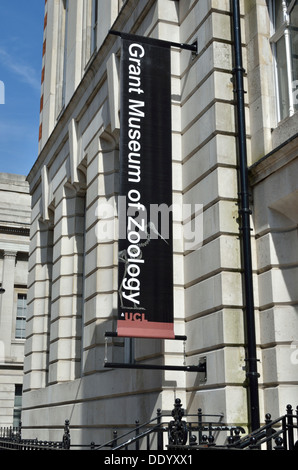 Grant Museum für Zoologie in University Street, Bloomsbury, London, Großbritannien. Stockfoto