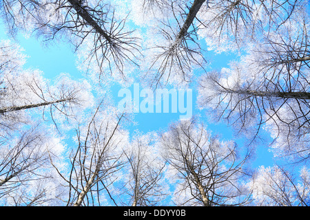 Rimed Lärchenwald und Himmel, Präfektur Nagano Stockfoto