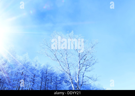 Rimed Wald und Himmel, Präfektur Nagano Stockfoto