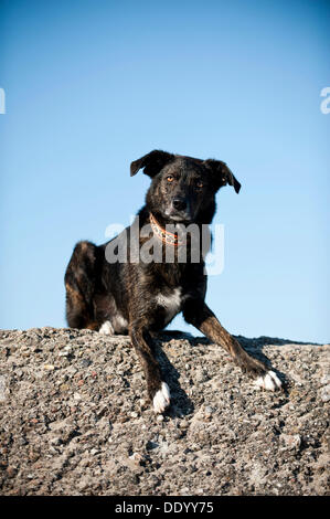 Mischlingshund liegen an einer Wand Stockfoto