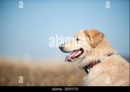 Golden Retriever, portrait Stockfoto