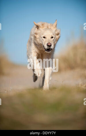Golden Retriever, laufen Stockfoto