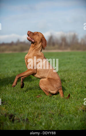 Magyar Vizsla Hund auf einer Wiese Stockfoto