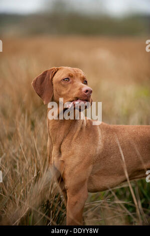 Magyar Vizsla Hund auf einer Wiese Stockfoto