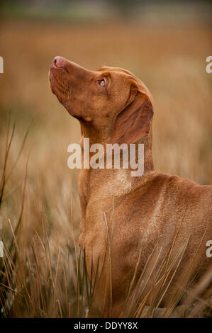 Magyar Vizsla Hund auf einer Wiese Stockfoto