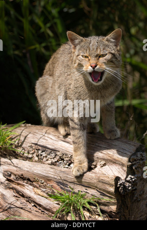 Schottische Wildkatze Stockfoto