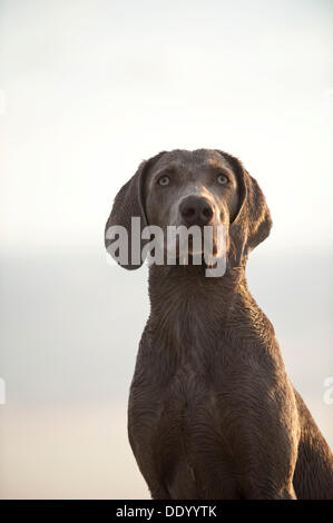 Weimaraner, portrait Stockfoto