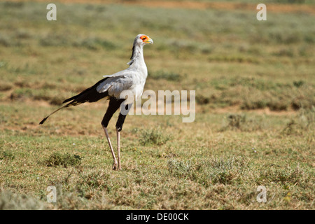 Sekretärin-Vogel [Schütze Sepentarius], Masai-Land, Kenia. Stockfoto