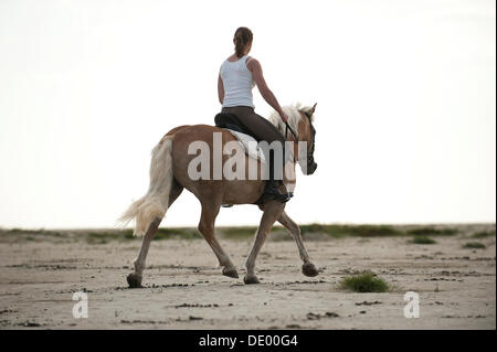 Frau im Trab auf einem Haflinger-Pferd am Strand entlang, St. Peter-Ording, Schleswig-Holstein Stockfoto