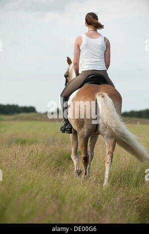 Frau auf einem Haflinger Pferd am Strand entlang, St. Peter-Ording, Schleswig-Holstein Stockfoto